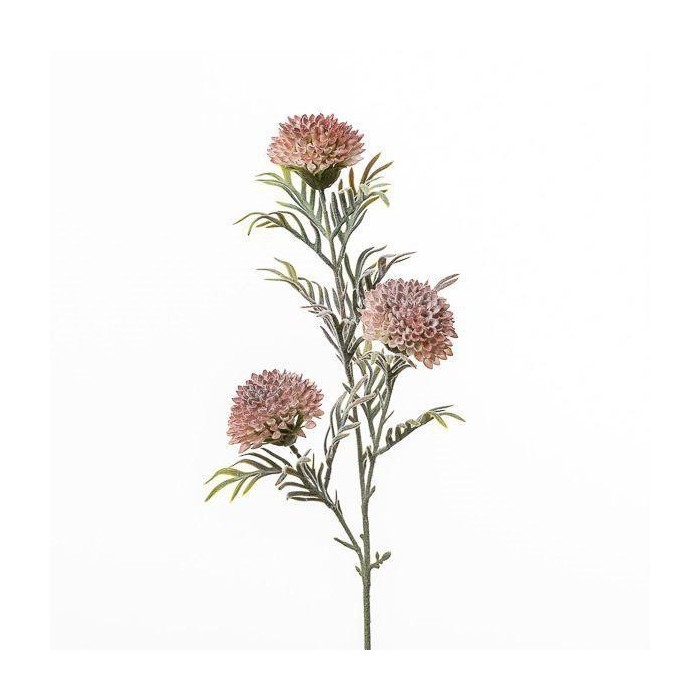 RAMO ZINNIA CM75 BEAUTY